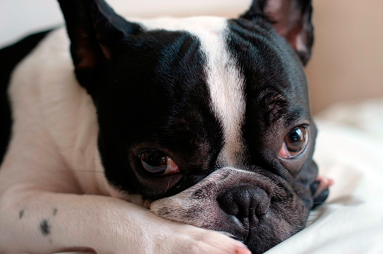 bulldog-con-hepatitis