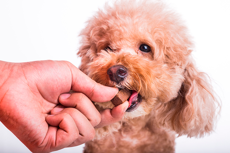perro-tomando-pastilla-antilombrices