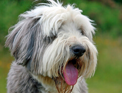 Some Differences between the Canine and Human Digestive Systems