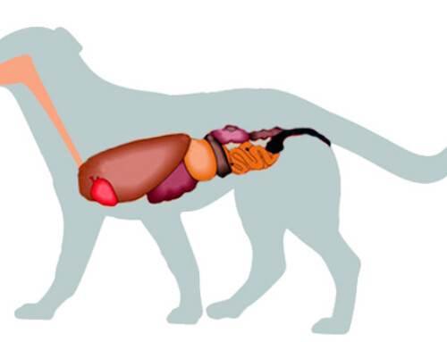 General Physiology of the Dog’s Digestive System