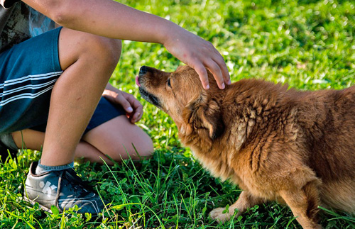 perro jugando en el jardín