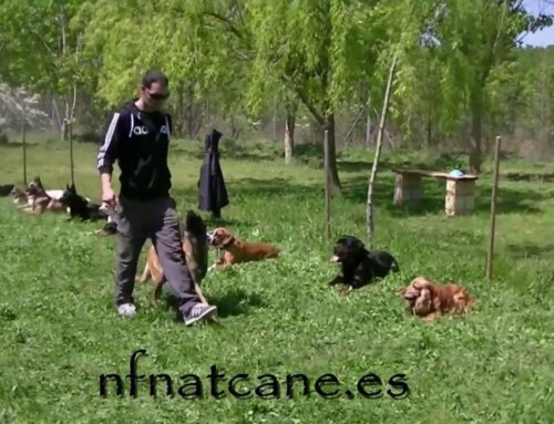 Ejercicio de permanencia en grupo y fuss