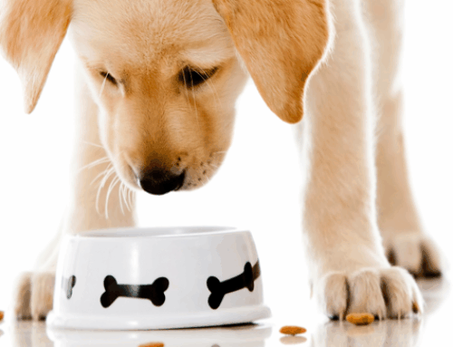 How to Choose the Best Product for your Dog