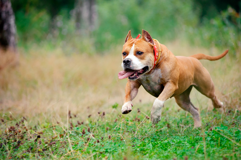 American-Staffordshire-Terrier-corriendo
