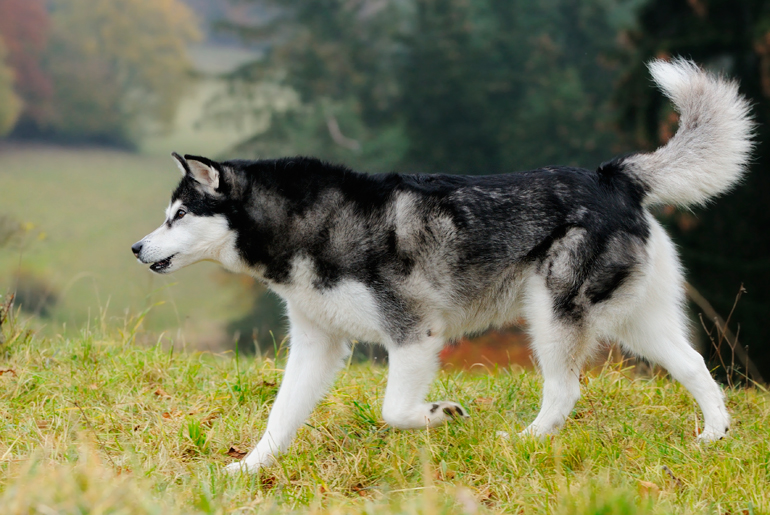 Caracteristicas-del-Alaskan-Malamute