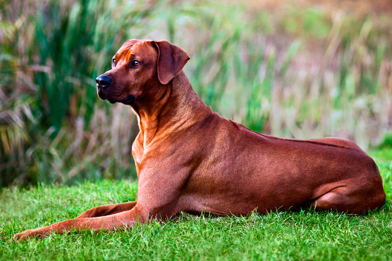 Crestado-Rodesiano-observando