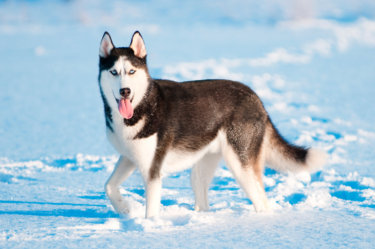 Husky-Siberiano-en-la-nieve