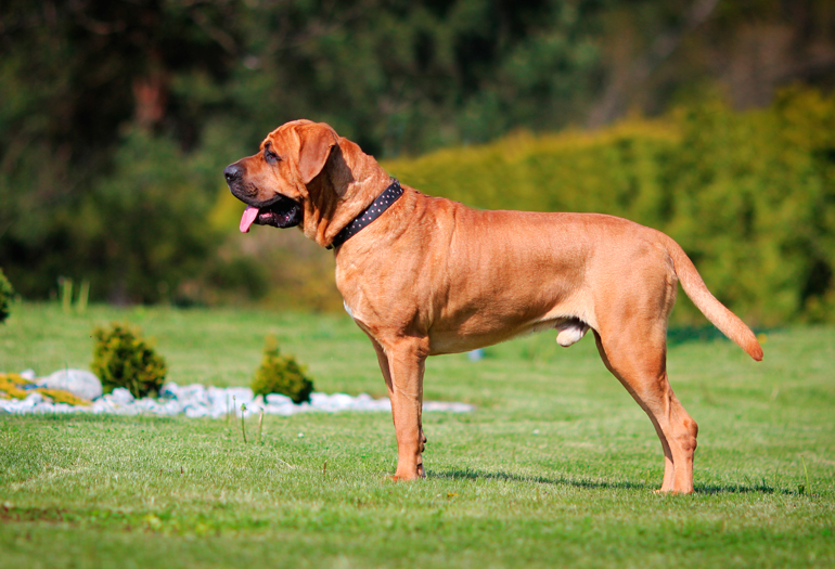 Perro-de-raza-Tosa-Inu