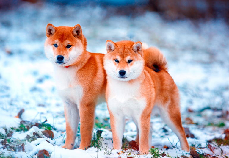Raza-Shiba-Inu