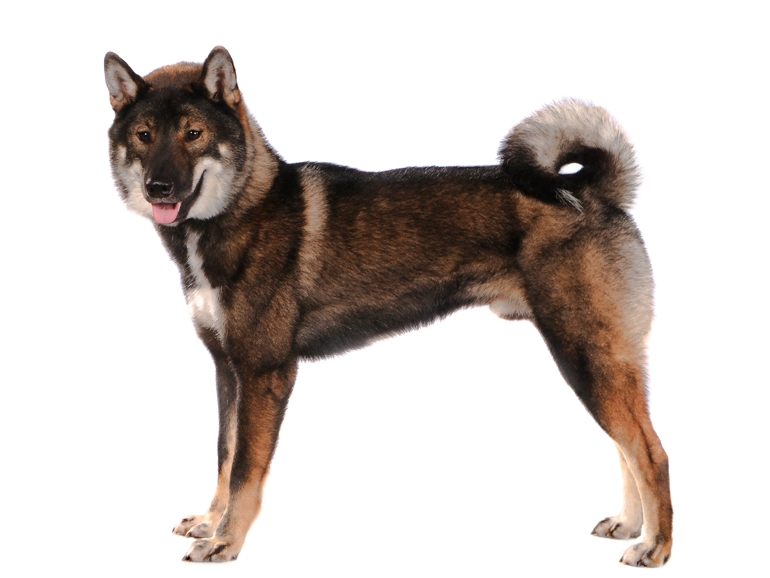 Raza-de-perro-Shikoku-Inu
