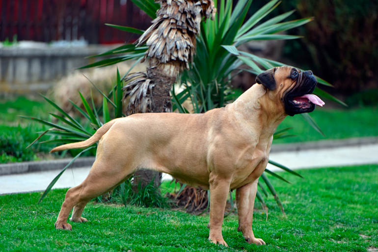 bullmastif-guardían