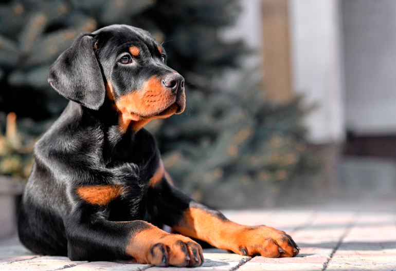 cachorro-de-perro-doberman