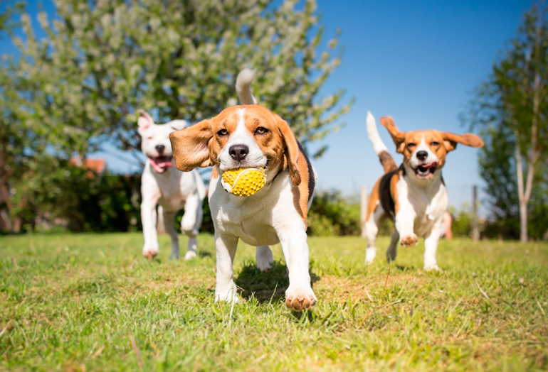 cachorro socializando con otros perros