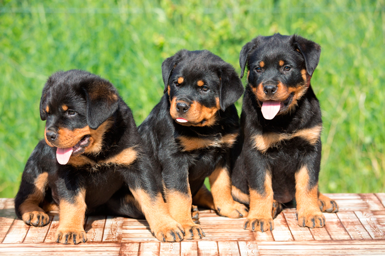 cachorros-de-raza-rottweiler