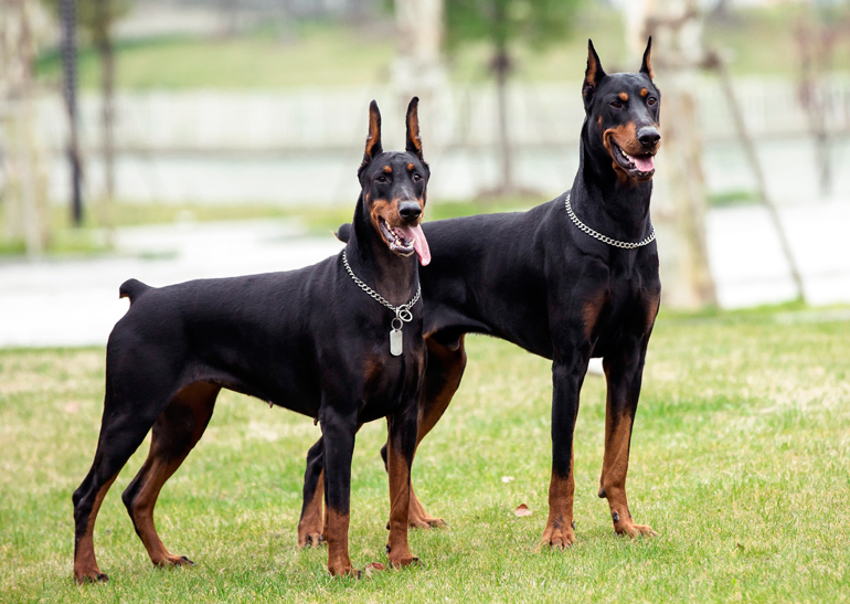 dos-ejemplares-adultos-de-raza-doberman