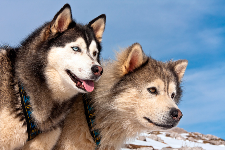 ejemplares de alaskan malamute