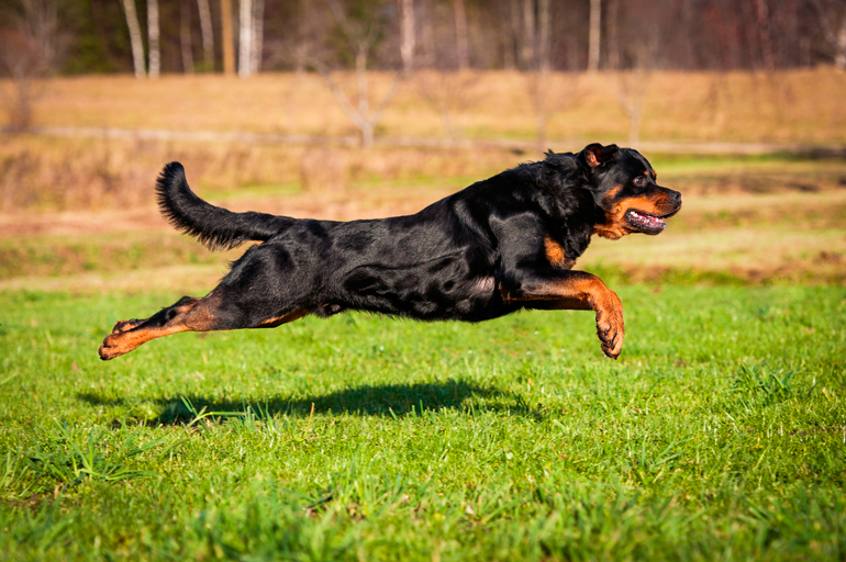 entrenamiento-de-un-perro-rottweiler
