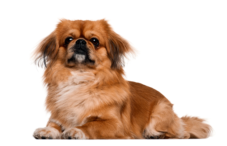 pekines