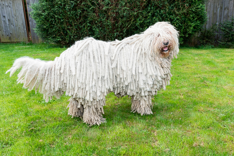 perro-de-raza-komodor