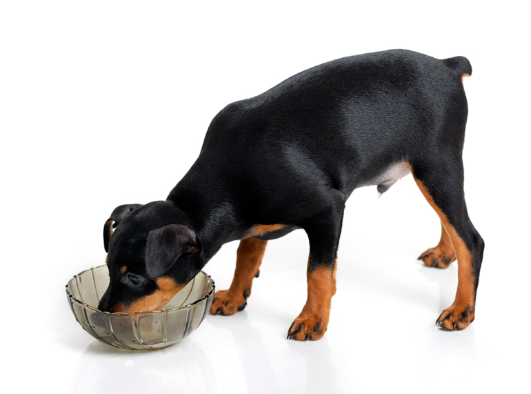 perro-doberman-comiendo