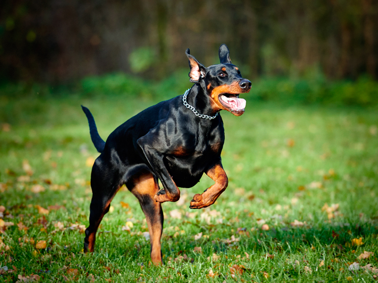 perro doberman corriendo perro doberman corriendo