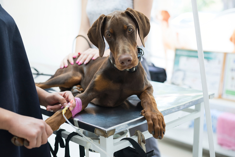 perro-doberman-en-el-veterinario