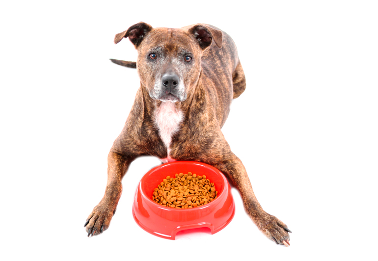 pitbull-comiendo-pienso