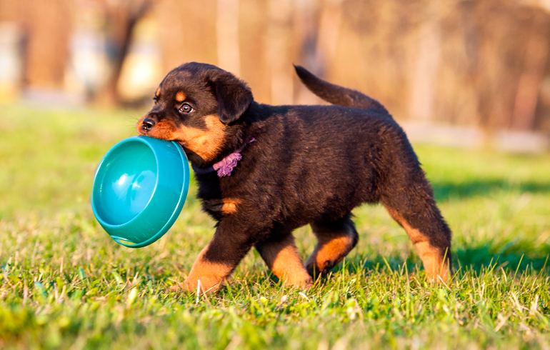 rottweiler buscnado alimento