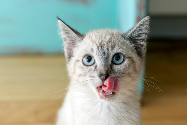 Gato-siamés-a-la-hora-de-comer