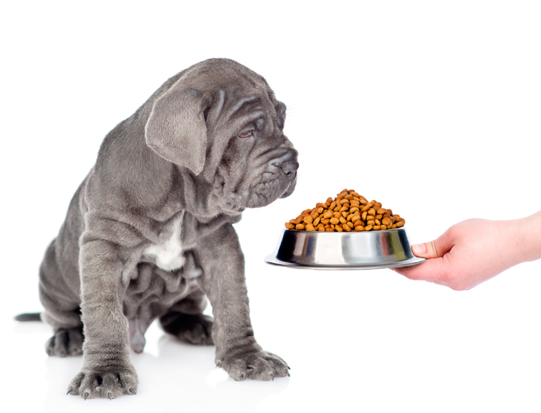 cachorro-de-mastín-napolitano-alimentación