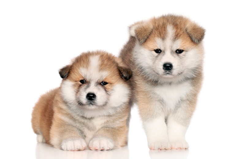 cachorros-de-raza-akita-inu