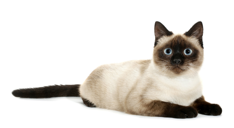 características-físicas-de-la-raza-siamés
