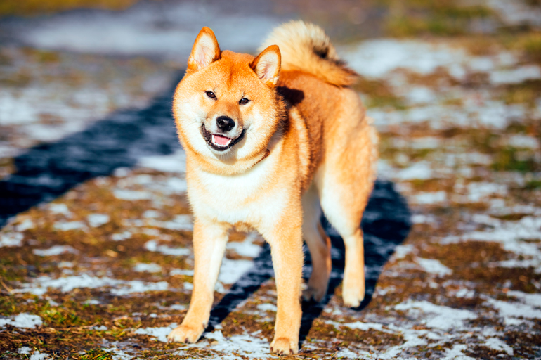 cuidados-para-el-perro-akita-inu
