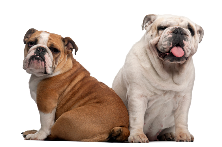 dos-perros-bulldog-inglés
