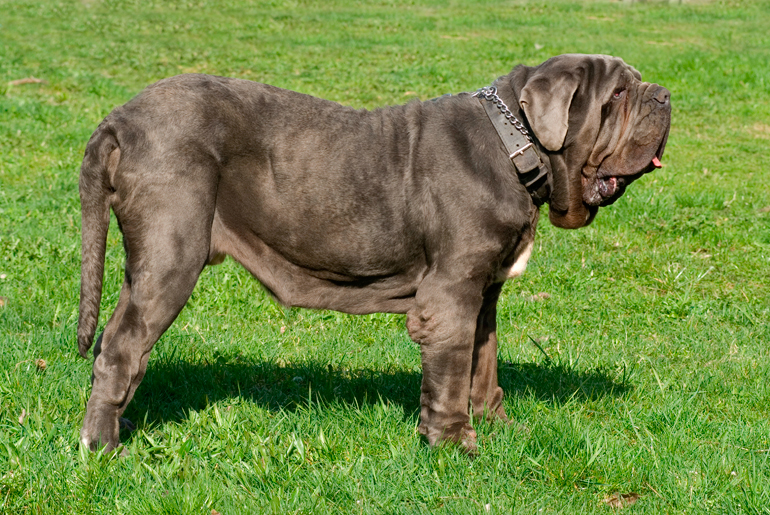 mastín-napolitano-bien-cuidado