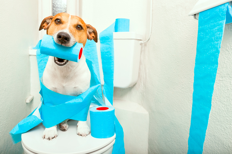 perro en el cuarto de baño