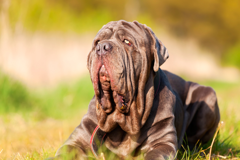 raza mastín napolitano raza mastín napolitano
