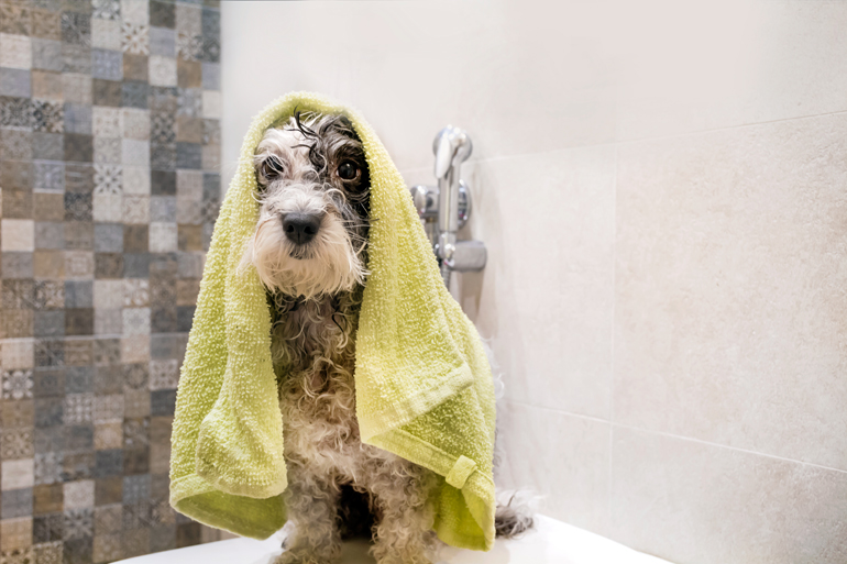 secando-a-un-perro-tras-el-baño