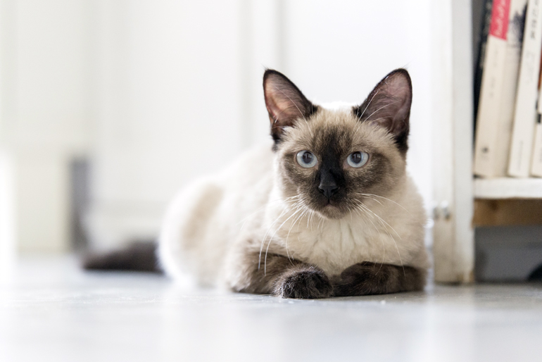 siamés-observando-su-entorno