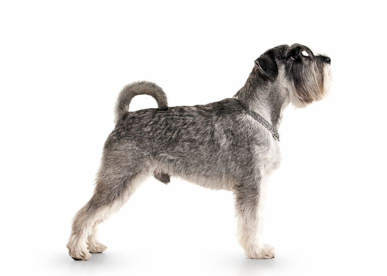 Características-físicas-deu-n-perro-schnauzer