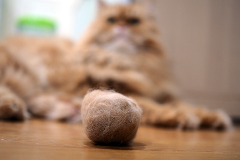 bola-de-pelo-formada-por-pelos-de-gato
