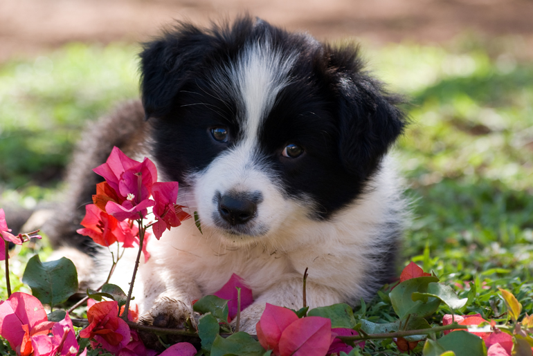 cachorro-de-border-collie