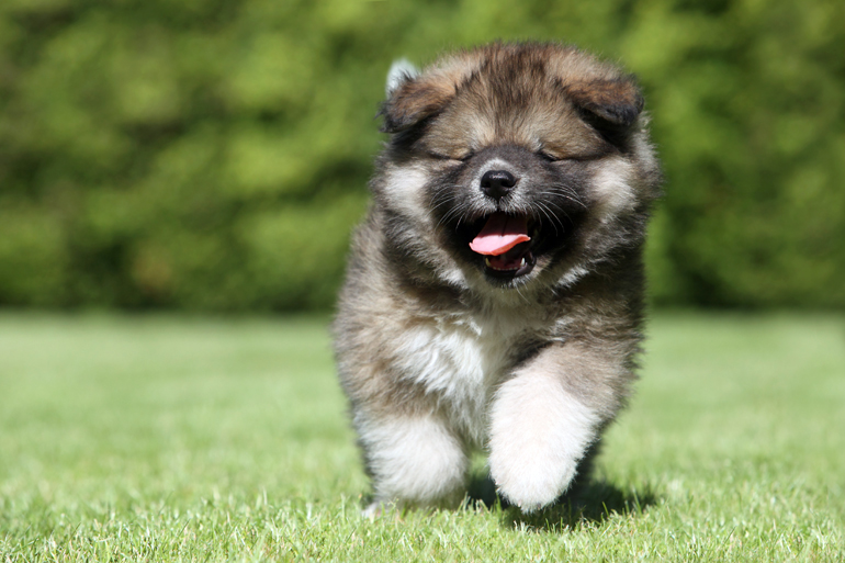 cachorro-de-pastor-del-cáucaso