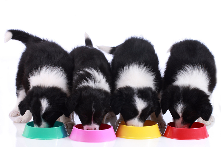 cachorros-de-border-collie-comiendo