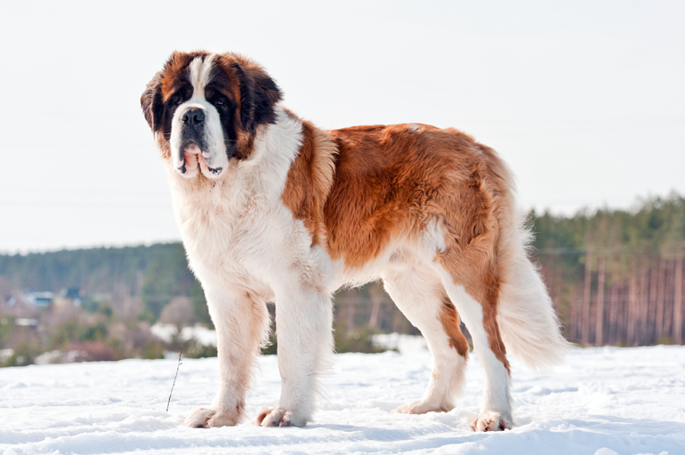 características-del-perro-San-Bernardo