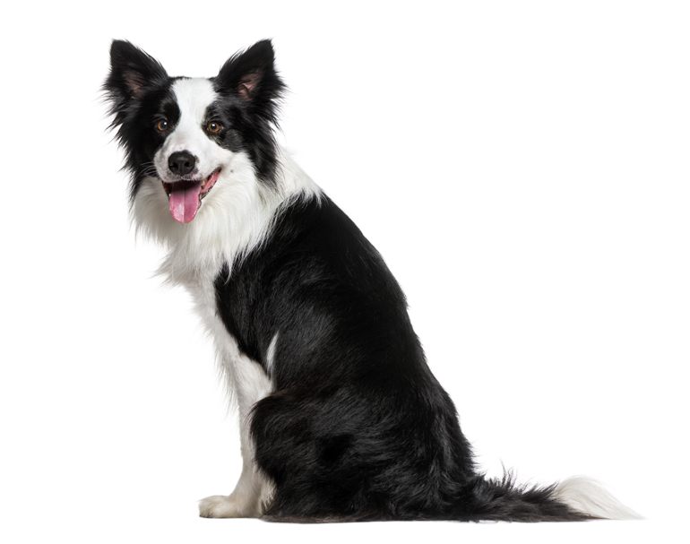 características-físicas-del-border-collie