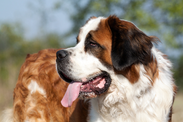 físico-de-la-raza-San-Bernardo