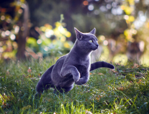 ¿Qué es la hierba gatera?