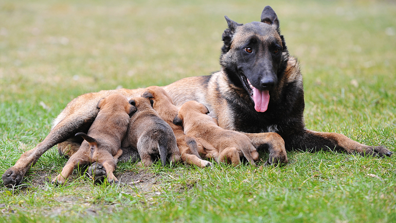 perro-pastor-belga-amamantando-a-sus-cachorros