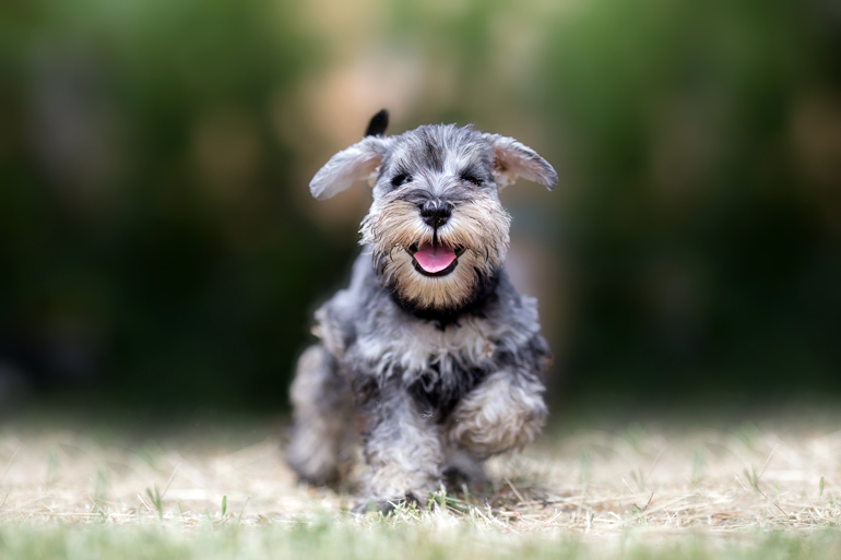 perro schnauzer corriendo